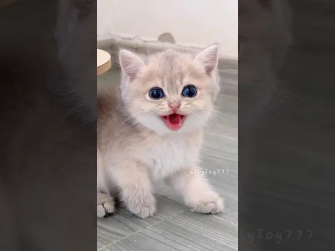 A tiny kitten’s day, only here to be cute🐾