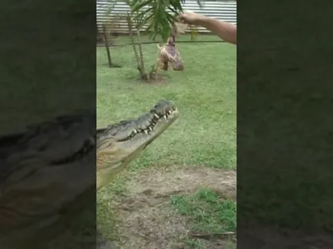 CROCODILE #crocodile #crocodiles #alligator #crocodileattacks #reptiles