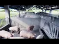 10 Sow level Building