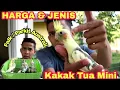 Download Lagu HARGA \u0026 JENIS BURUNG KAKAK TUA MINI / PARKIT AUSTRALI / FALK
