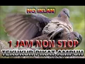 Download Lagu SUARA PIKAT BURUNG TEKUKUR AMPUH lebih jernih Mp3 1 jam