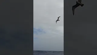 The Real Masters of the Sea 🦅