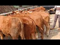 Download Lagu 15 EKOR PEDET SAPI JANTAN PILIHAN‼️KAMI READYKAN STOK BARU SETIAP 5 HARI SEKALI || 24 JUNI 2025