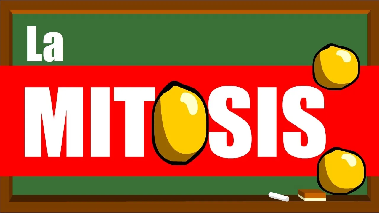 Etapas de LA MITOSIS ✅ Metafase, Anafase, Telofase y Citocinesis ✅