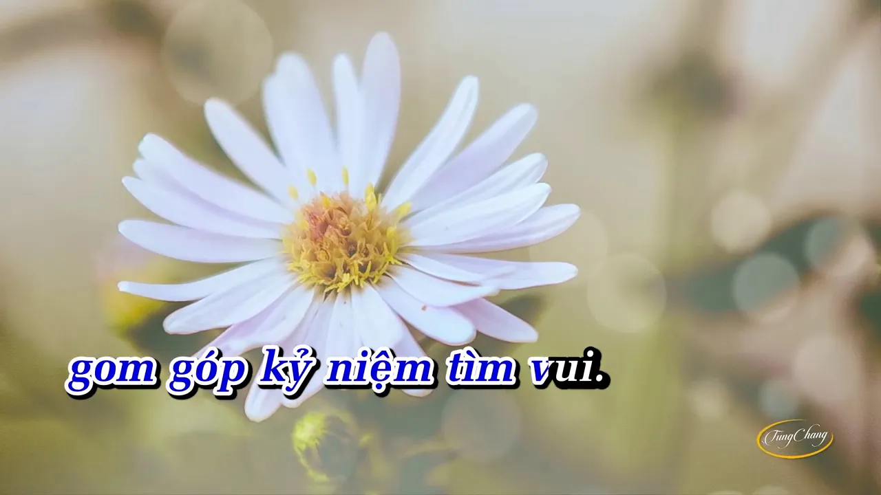 Lk Tình Đời (kiếp Cầm Ca), Thành Phố BuồN ❣️sc