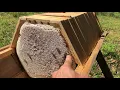 Download Lagu Hexagonal honey comb from a Cathedral Hive | Natural Beekeeping