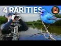 Download Lagu An Incredible Day of Birding: 4 RARE Birds!