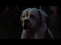 Download Lagu Disney's Homeward Bound (1993) - Man's Best Friend (Movie Clip)