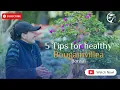 5 Tips for Healthy Bougainvillea Bonsai