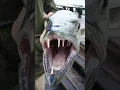 Download Lagu Beware the Barracuda 🦈 The Underestimated Assassin of the Ocean! #wildlife #barracuda #animalfacts