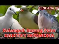 RAGAM JENIS BURUNG ANGGUNGAN ASLI INDONESIA