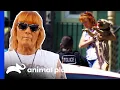 Villalobos Rescues Dogs Left Behind in Police Raid Pit Bulls Parolees