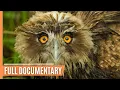 Download Lagu The Secret Lives of Birds and Their Aerial Feats | Full Documentary