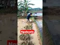 Mencangkul galengan #shorts #fyp #petani