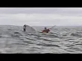 Man swallowed by humpback whale survives to tell the tale