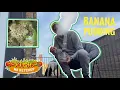Banana Pudding Strain Review KUSH NO KETCHUP