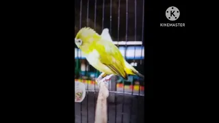 pleci dakun malang nembak wit wit masteran pleci melatih pleci mental pleci plecimania plecigacor