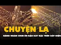 Lagu Chuyện lạ: Hàng ngàn chim én chen nhau đậu dày đặc trên dây điện ở Cần Thơ