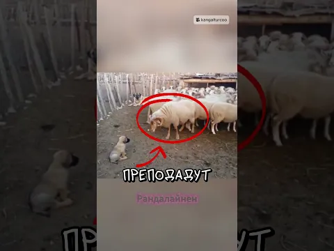 Баран подошёл не к тому щенку… 😳