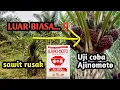 Download Lagu Khasiat Ajinomoto untuk pupuk sawit rusak #sawit #kebun