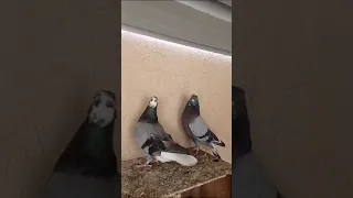 حمام قلابي لوت قطايف 