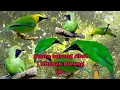 Download Lagu Suara pikat burung ribut, khusus burung ijo , ijo big ,ijo mini dan cucak Rante,,, ijo ribut.....