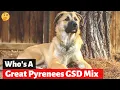 Should you get A German Shepherd Great Pyrenees Mix-Breed Shepnees