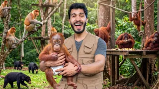 Visité un ORFANATO de ORANGUTANES 🦧