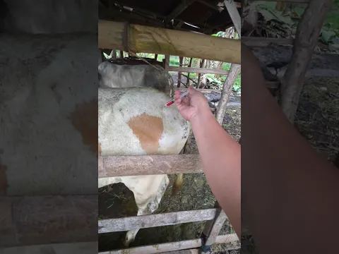 penyuntikan vitamin pada sapi baru datang #cow #shorts #animals