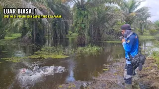 mudah nya mancing ikan gabus saat air mulai surut casting ikan gabus di spot inti