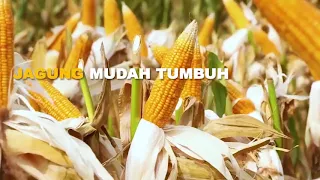 Download Budidaya Tanaman Jagung MP3