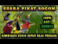 Download Lagu SUARA PIKAT BURCIL PALING AMPUH || SUARA PIKAT SOGON AMPUH ANTI ZONK || SUARA PIKAT BURUNG RIBUT