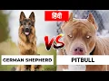 Pitbull Vs German Shepherd in Hindi Dog VS Dog PET INFO Which One is Best For You as Pet