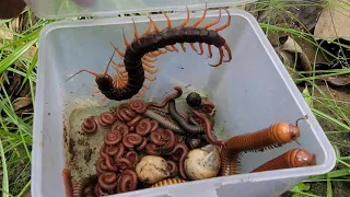 OMG Catch a Venomous Dragon Centipede Giant Millipede Small Red Millipede Snails ground Worms