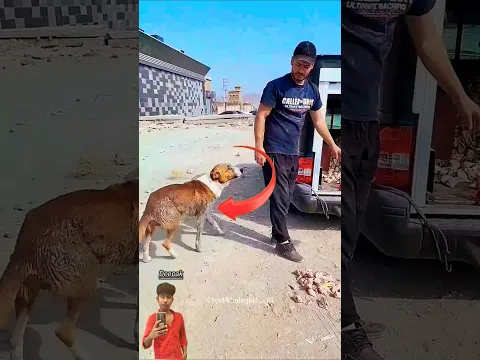 This Dog Wants Care 😍