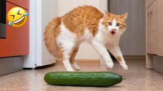 Try Not To Laugh 😂 Funniest Funny Animals of Week 😹🐶