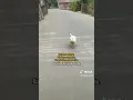 itik jalan jalan diwaktu petang hahah
