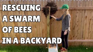 Catching a Swarm of Bees Barehanded