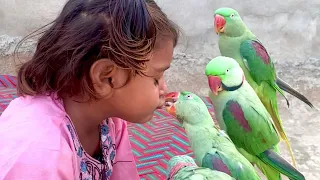 Aliza Parrots Ko Choom Rhi Hie