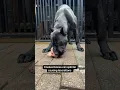 Download Lagu Presa canario puppy eats full chicken