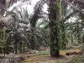 Download Lagu Suara Merdu Burung Di Balik Sunyinya Kebun Sawit