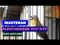 Download Lagu Pleci Tembakan Wit Wit Kenari||... Cocok Buat Masteran....