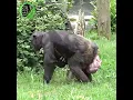 Download Lagu Mother Chimp Holding Newborn Baby #shorts