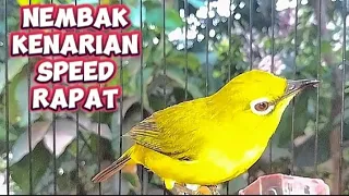 Masteran pleci Nembak kenarian panjang speed rapat