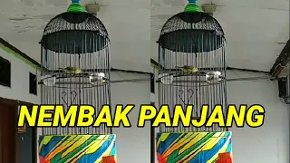 Download pleci nembak wit wit sejalur panjang | masteran pleci nembak sejalur buat G12 MP3