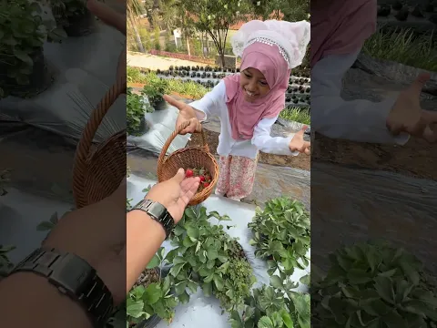 Asyifa metik stroberi ❤️
