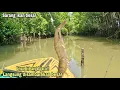 Lagu MANCING IKAN KAKAP PUTIH Malah Diserang Gerombolan kakap!! Mancing kakap putih