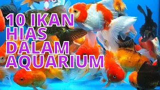 10 ikan hias air tawar yang bisa dicampur dalam satu aquarium