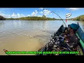 Download Lagu Menaklukan Setiap Perlawanan Predator Muara di Spot Baru saya temukan. #anakmahakamfishing 