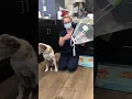 How to Apply a Clear Elizabethan Collar
